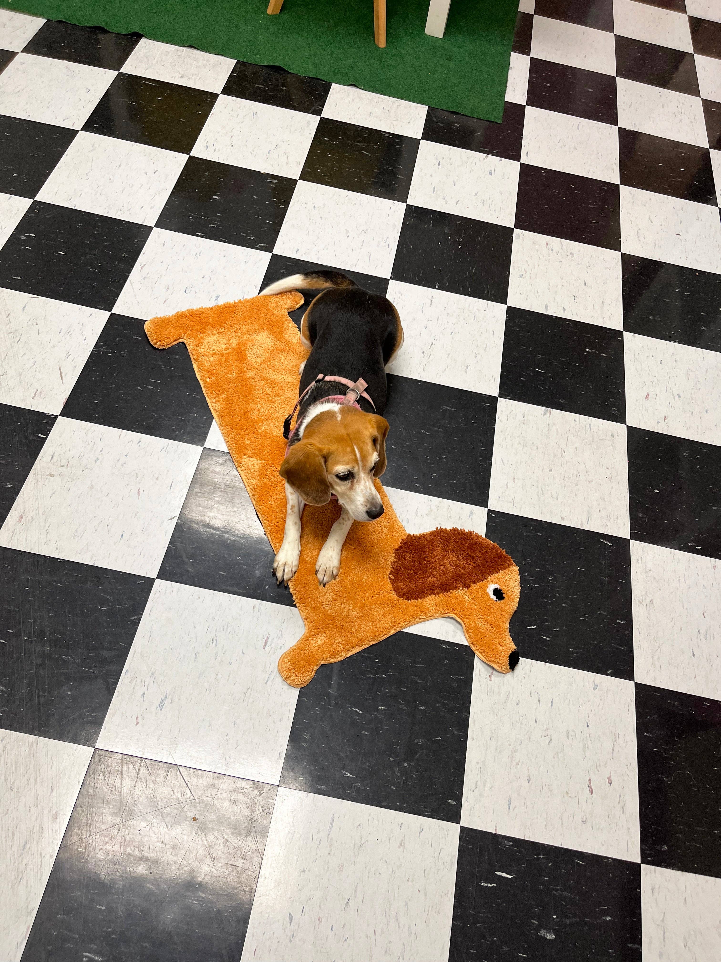 Dachshund Design Polyester Door Mat